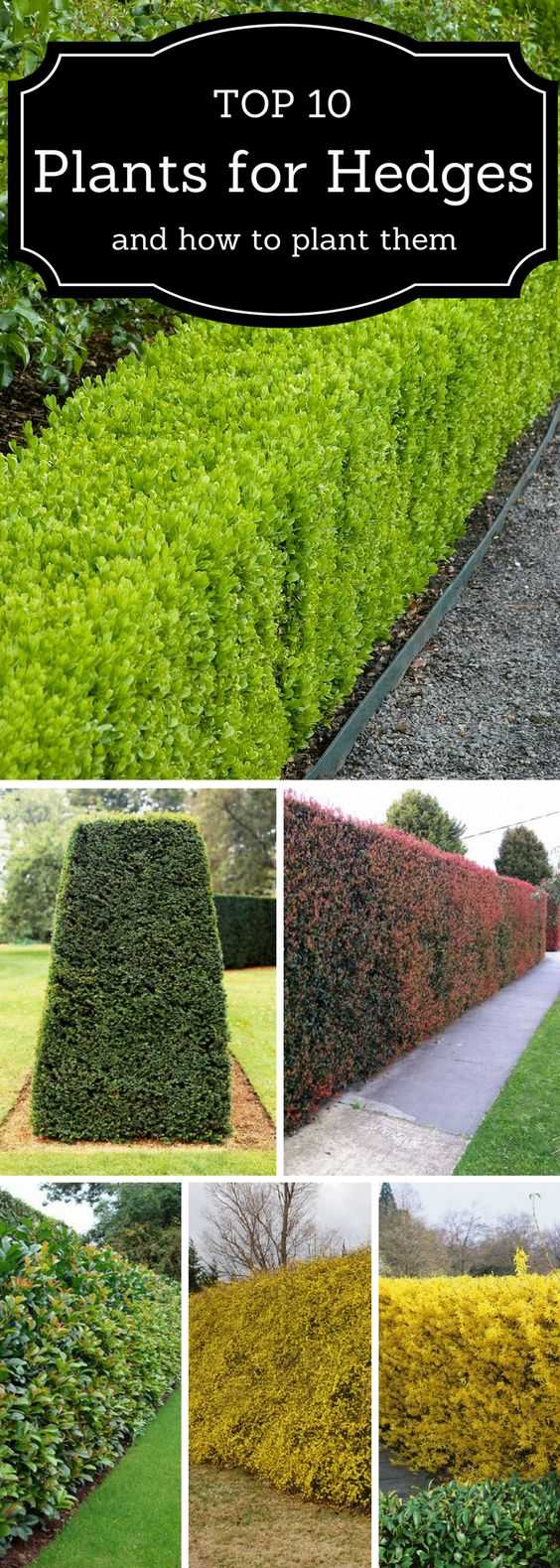 Hedges are a great way to fence a front yard, but keep it looking natural and lush with greenery. Check out these hedge ideas at Top Inspired