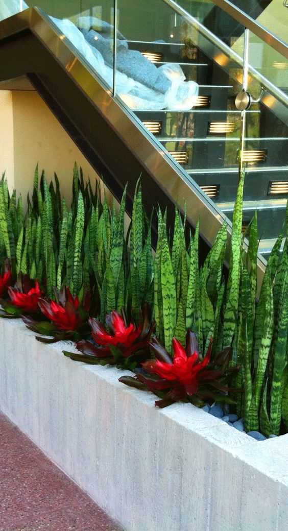 These incredibly striking bromeliads are well-suited to the front garden of a modern home, providing a grand entrance for visitors. Via Lingvus