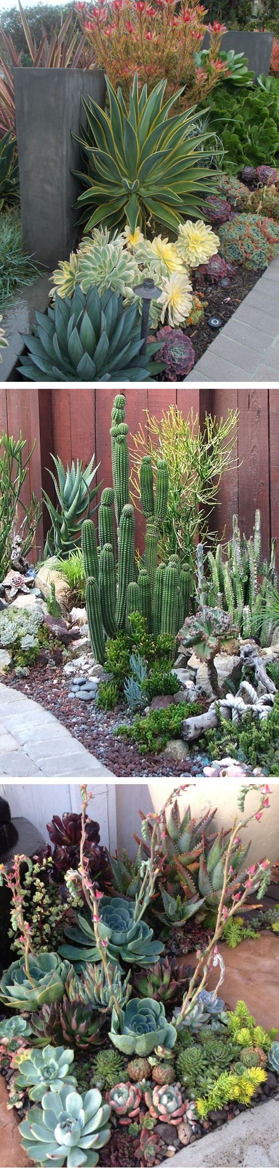 Drought-tolerant gardens are a great idea in our current climate! Via A Growing Obsession