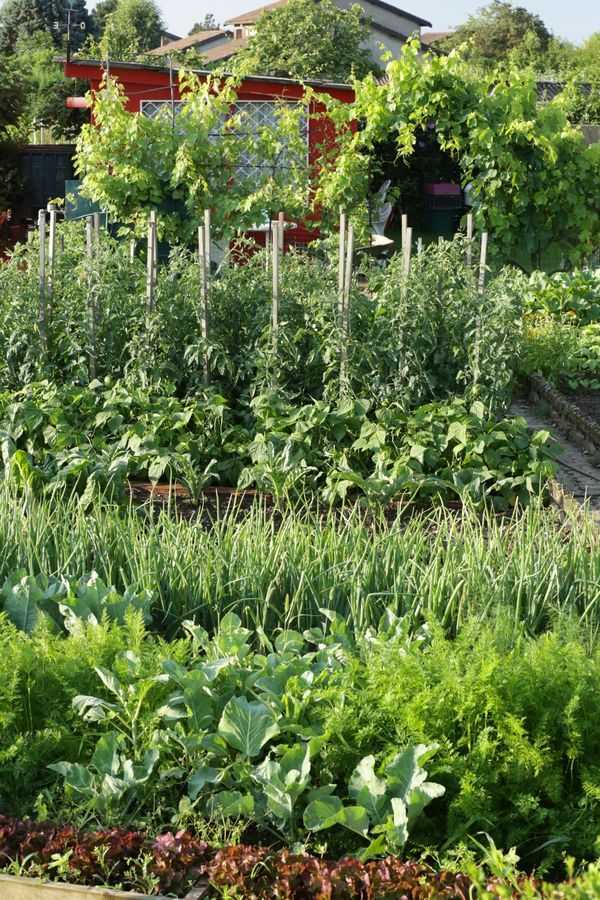 vegetable garden design6