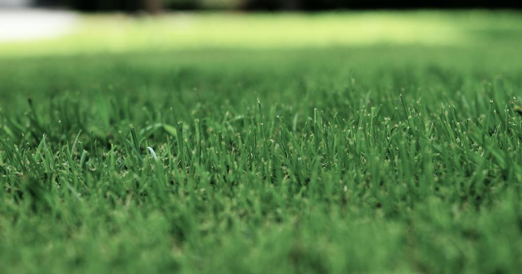 A picture of a lush green lawn with healthy grass roots, showing the benefits of lawn aeration